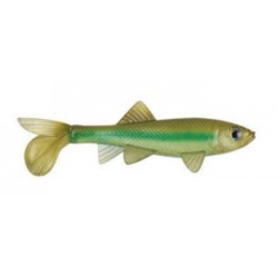 Berkley PowerBait Sick Fish 10cm Green Penny 2szt